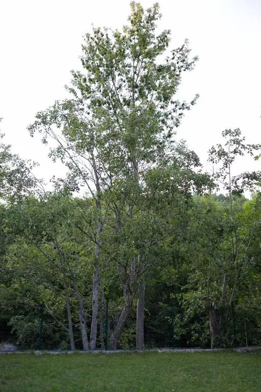 img_id_2409516.webp