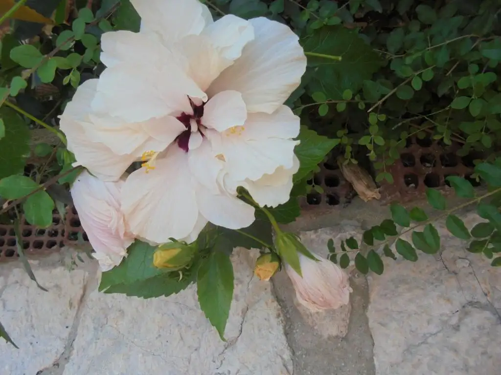 img_id_624598.webp