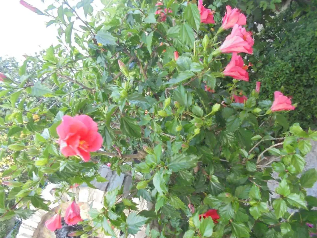 img_id_624631.webp