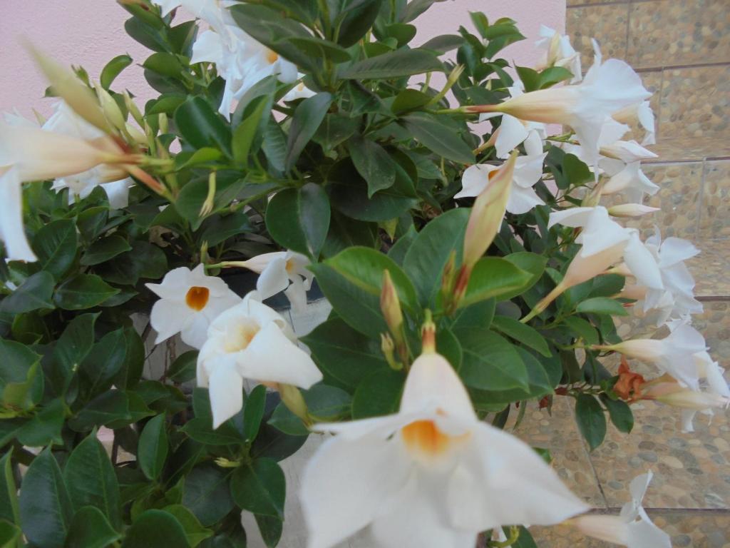img_id_902857.jpg