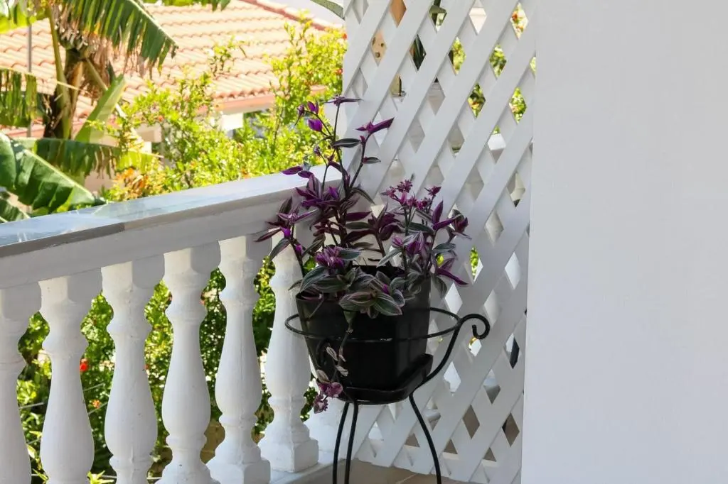 img_id_903013.webp