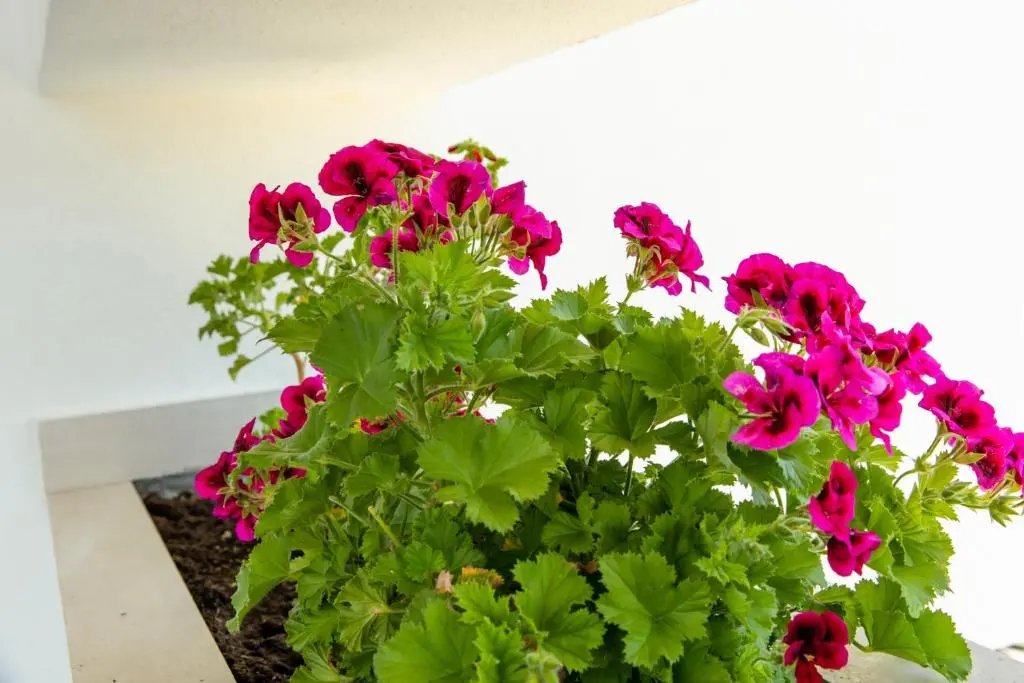 img_id_2397526.webp