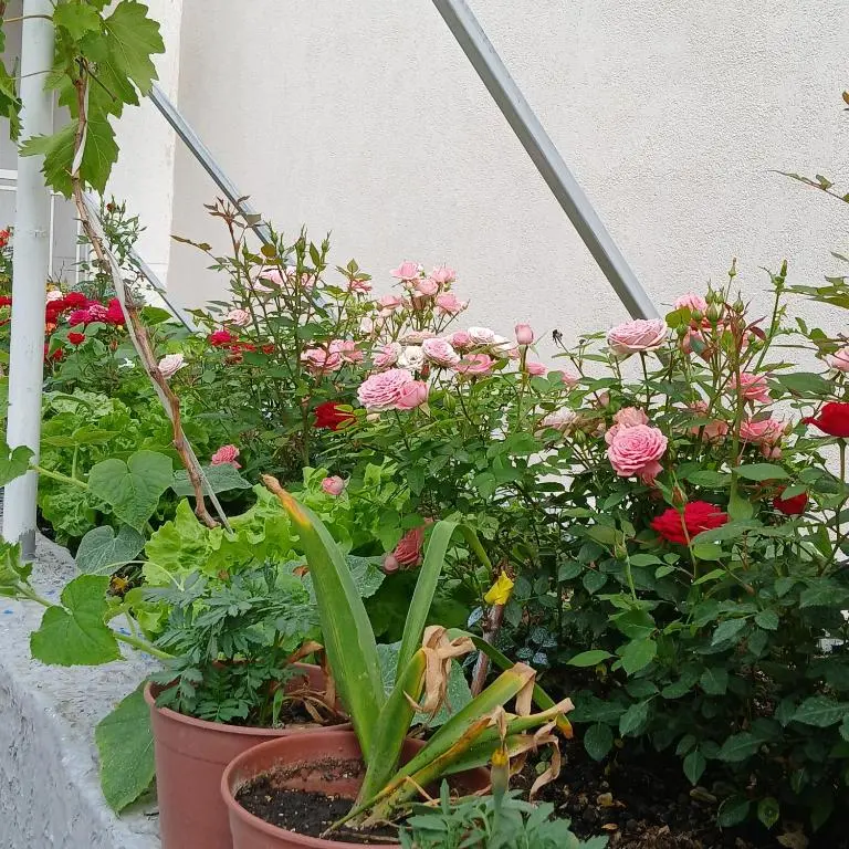 img_id_1003229.webp