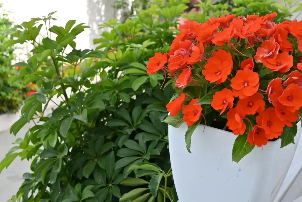 img_id_1662505.webp