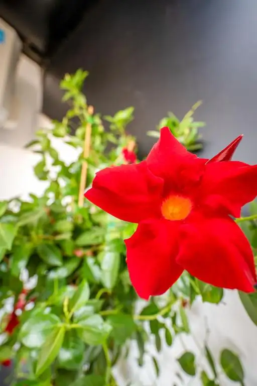 img_id_688359.webp