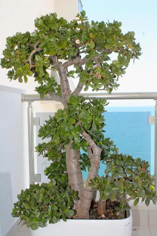 img_id_691074.webp