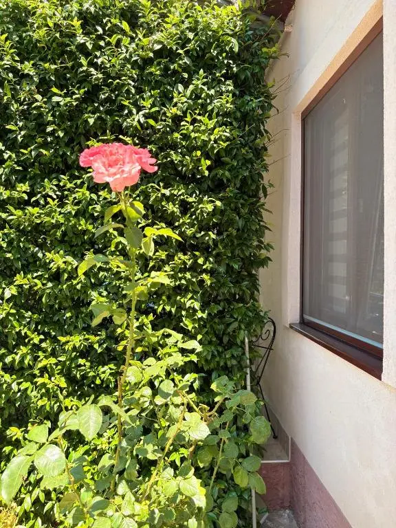 img_id_2381999.webp