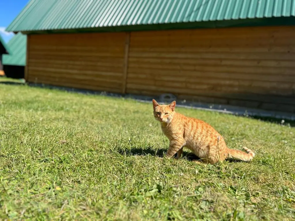 img_id_2381270.webp
