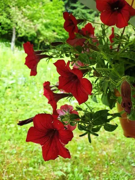 img_id_2368688.webp
