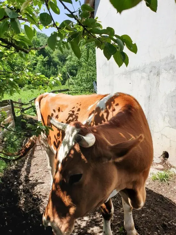 img_id_2368691.webp