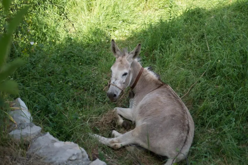 img_id_2368596.webp