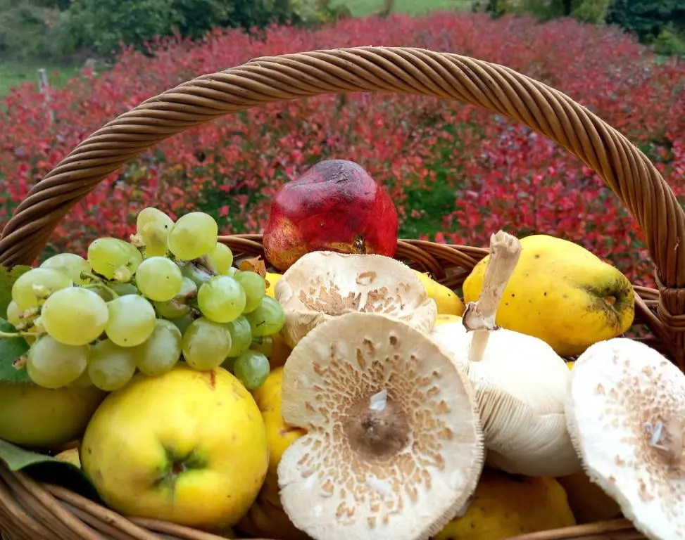 img_id_2366327.webp