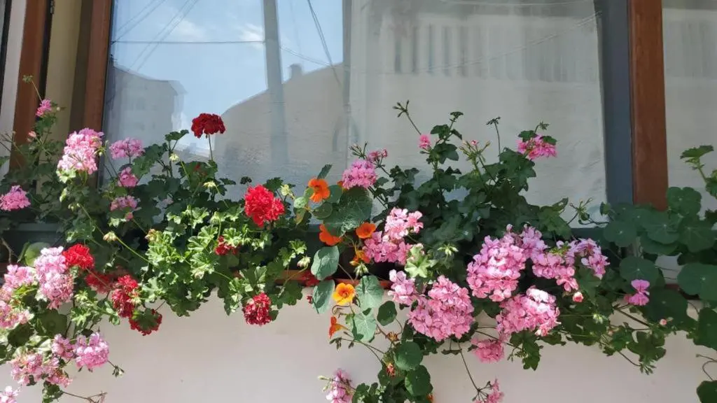 img_id_1670071.webp