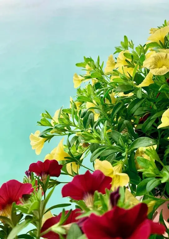img_id_2360812.webp