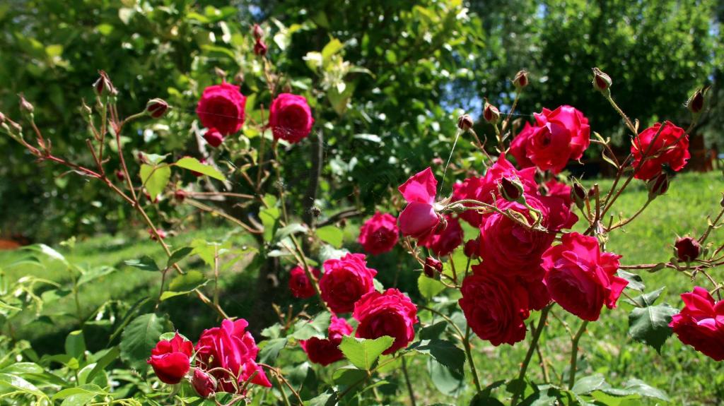 img_id_994651.jpg