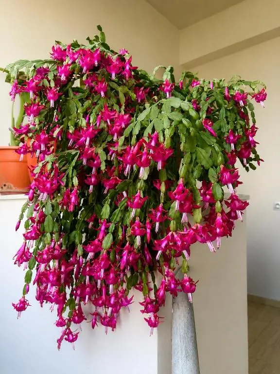 img_id_945965.webp