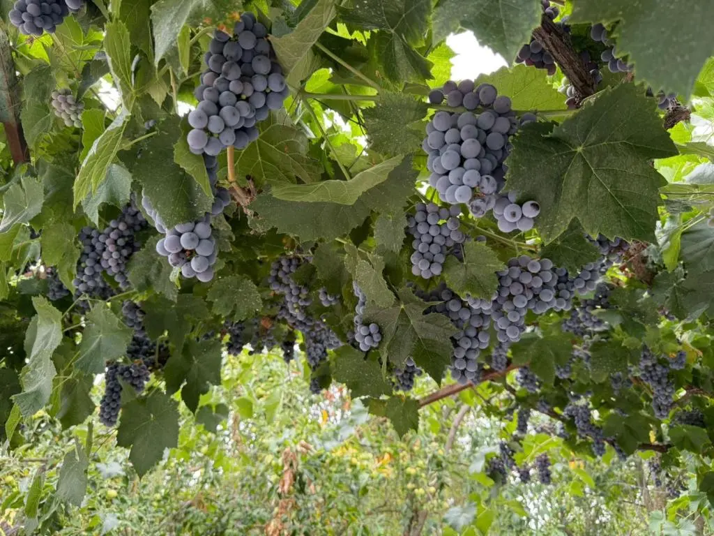 img_id_945966.webp