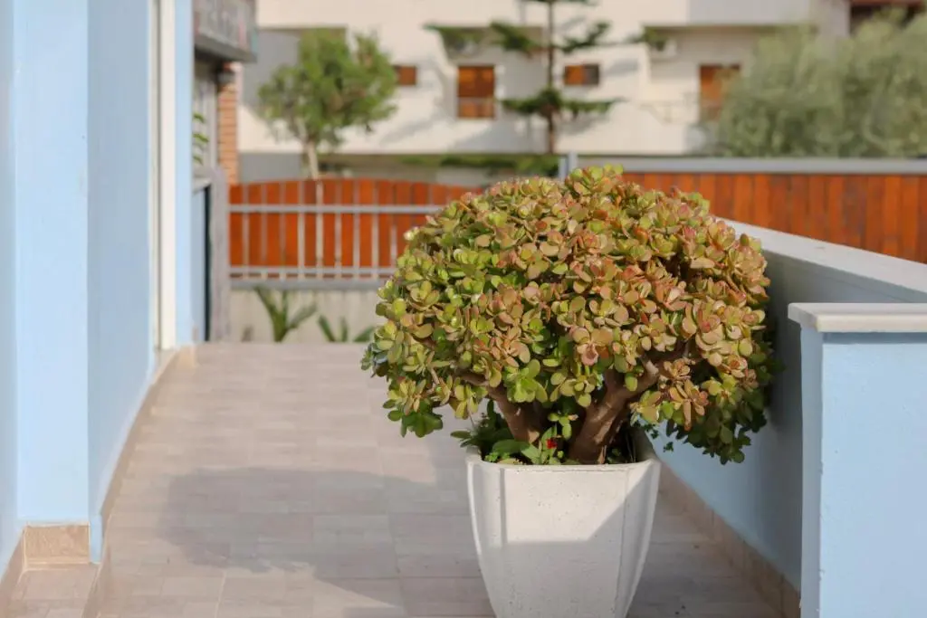 img_id_1161223.webp