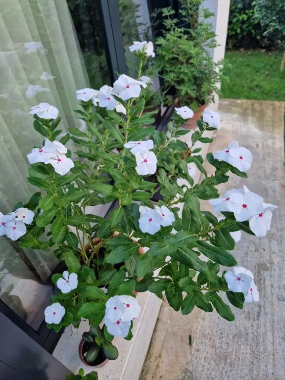 img_id_1686640.webp
