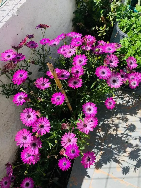 img_id_500950.webp