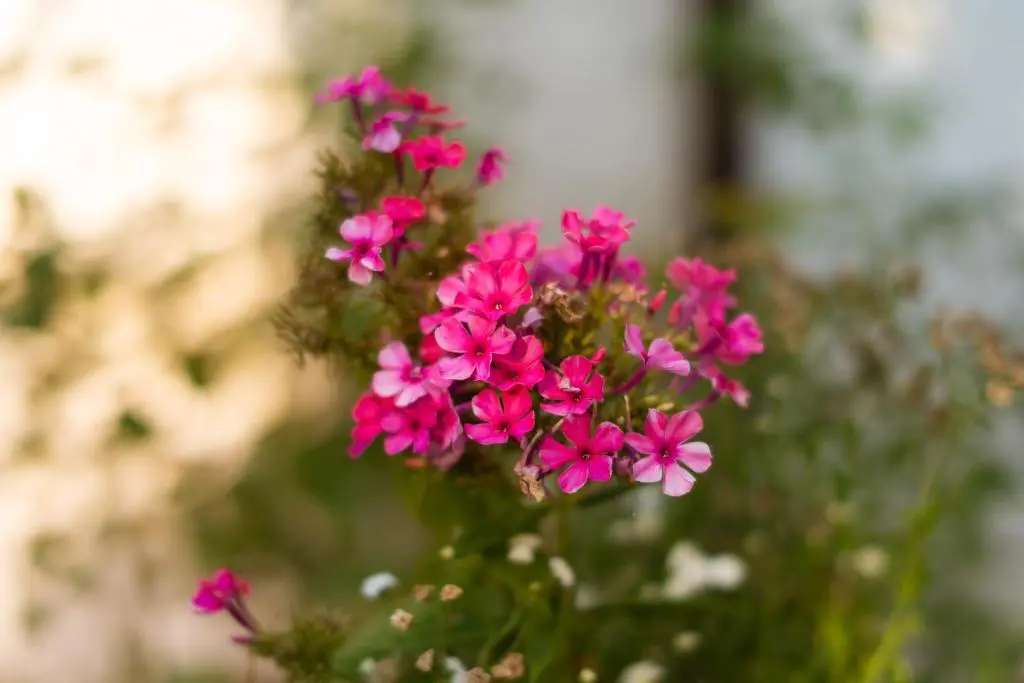 img_id_2324041.webp