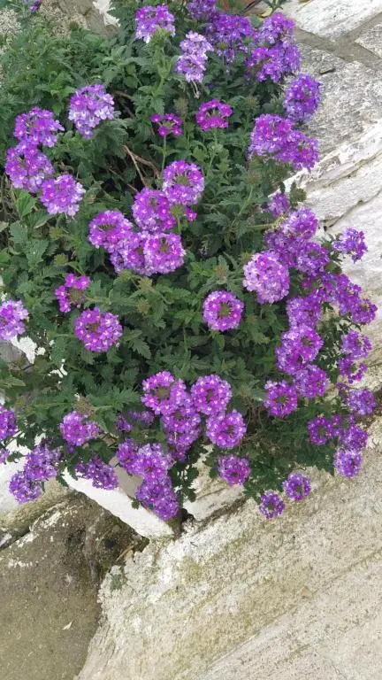 img_id_1001155.webp
