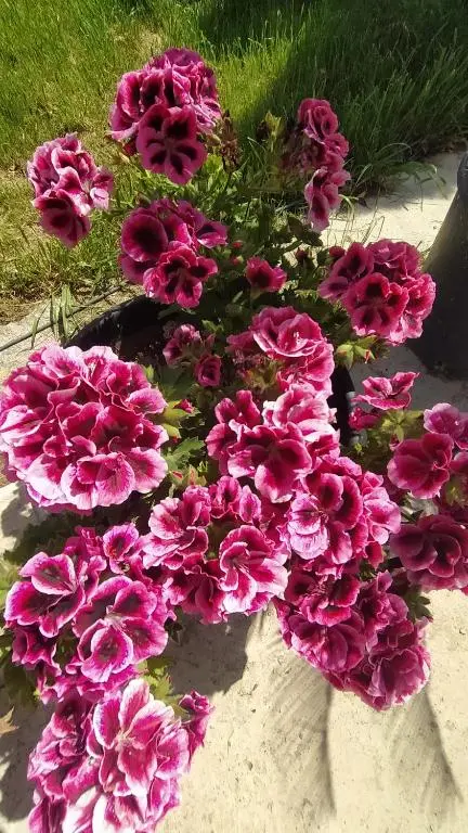 img_id_1001158.webp