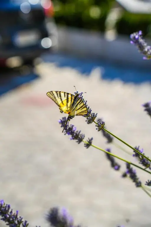 img_id_2320590.webp