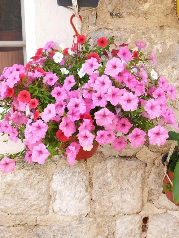 img_id_2320151.webp