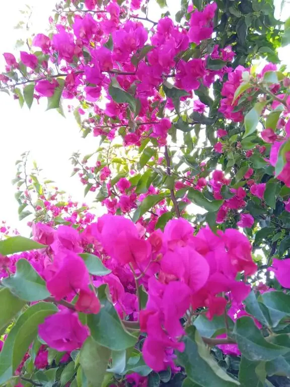 img_id_1206818.webp