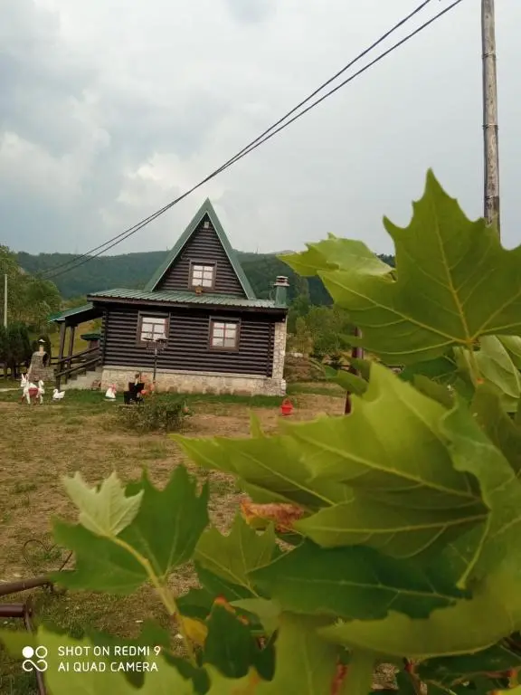 img_id_2315205.webp