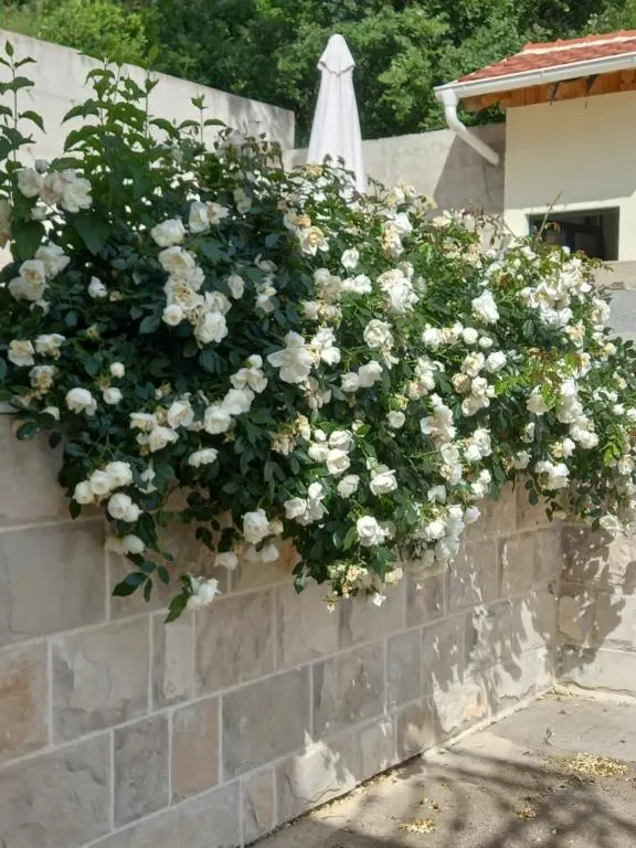 img_id_2313066.webp