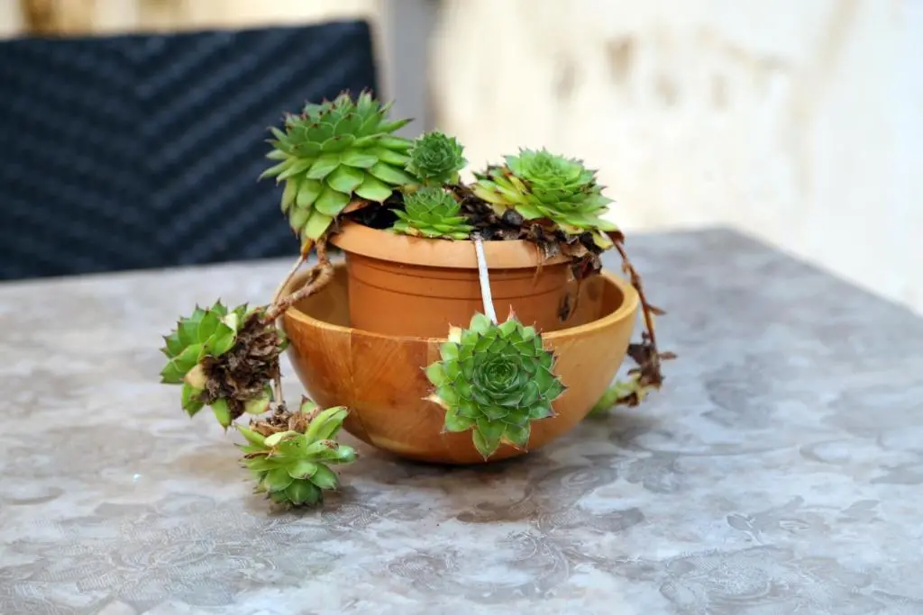 img_id_2312270.webp