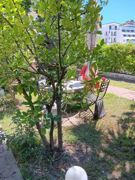 img_id_1689391.webp