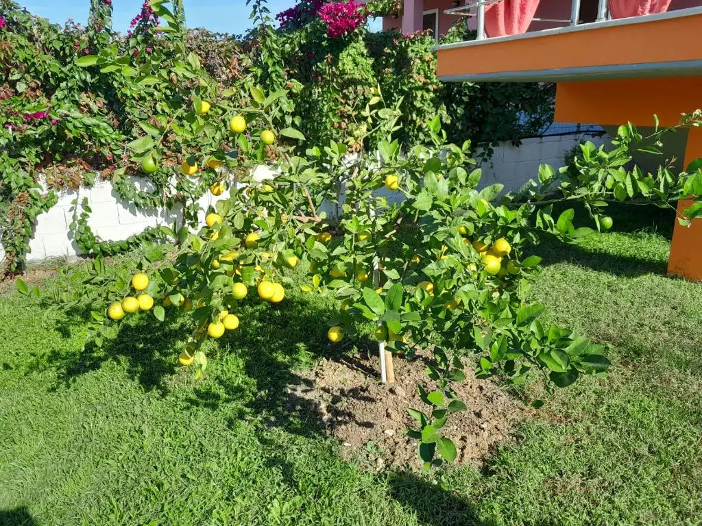 img_id_911425.webp