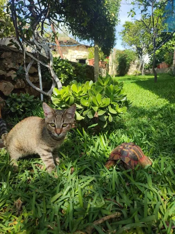 img_id_937786.webp