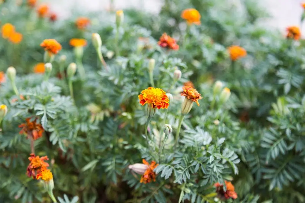 img_id_2290511.webp