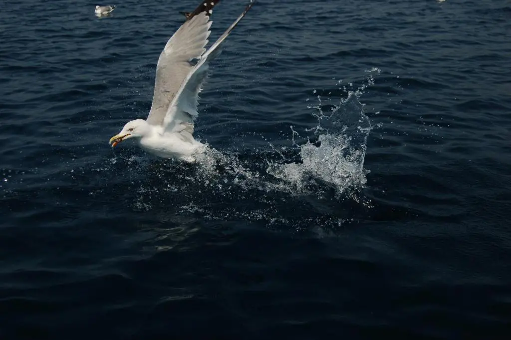 img_id_2285615.webp
