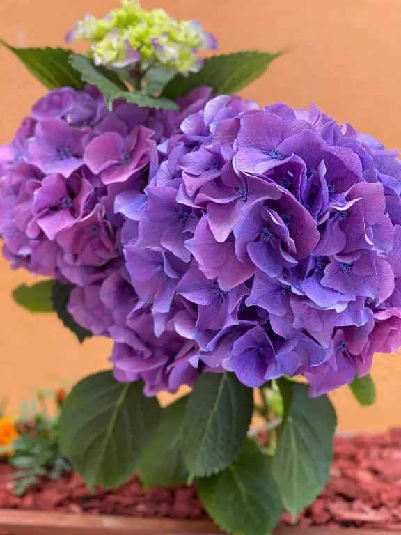 img_id_2282610.webp