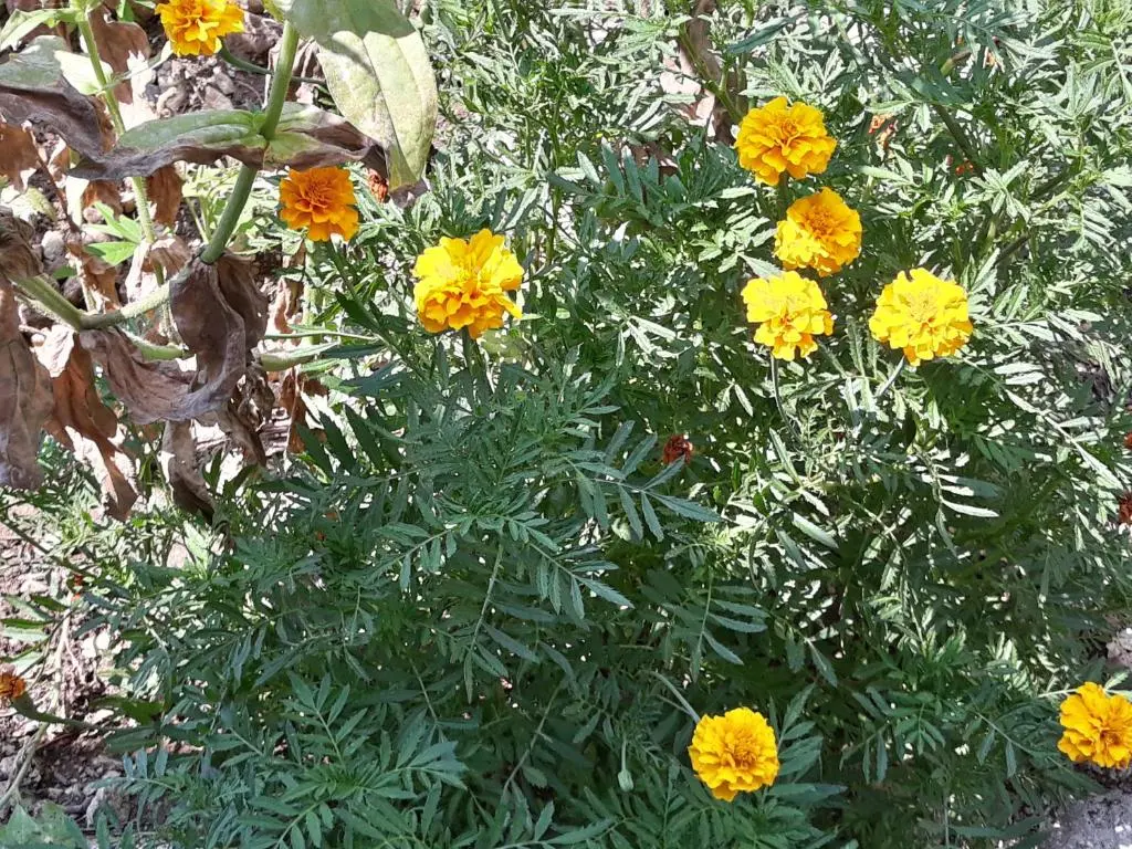 img_id_2281818.webp