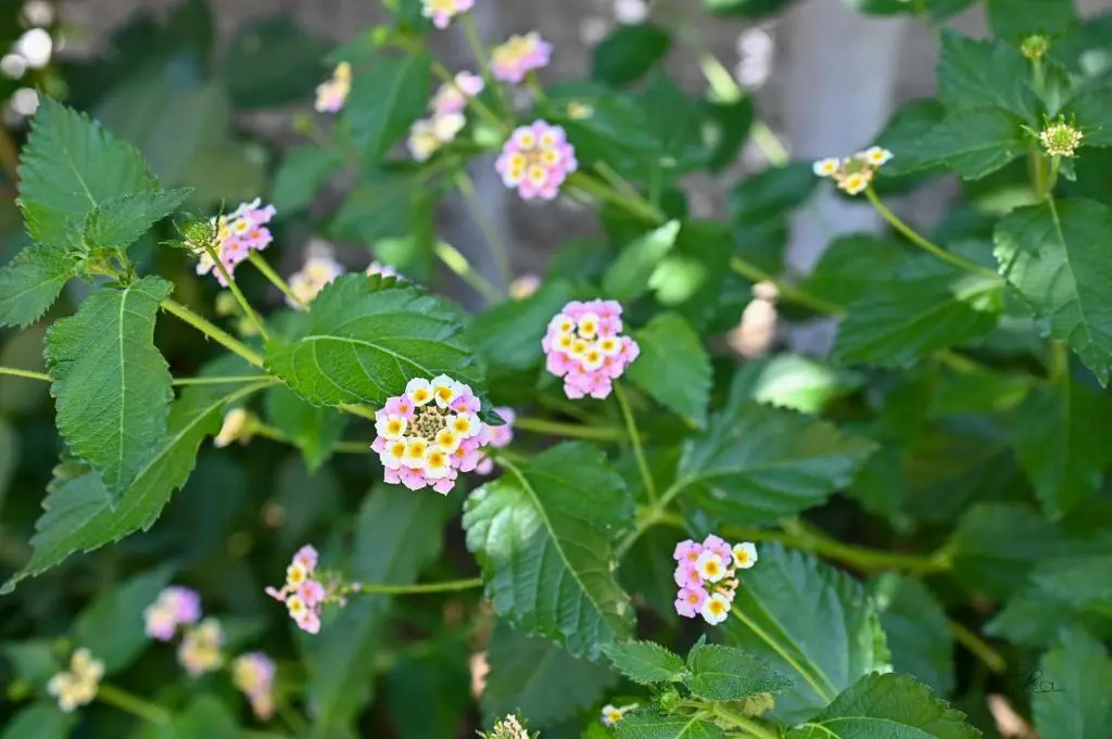 img_id_1021420.webp