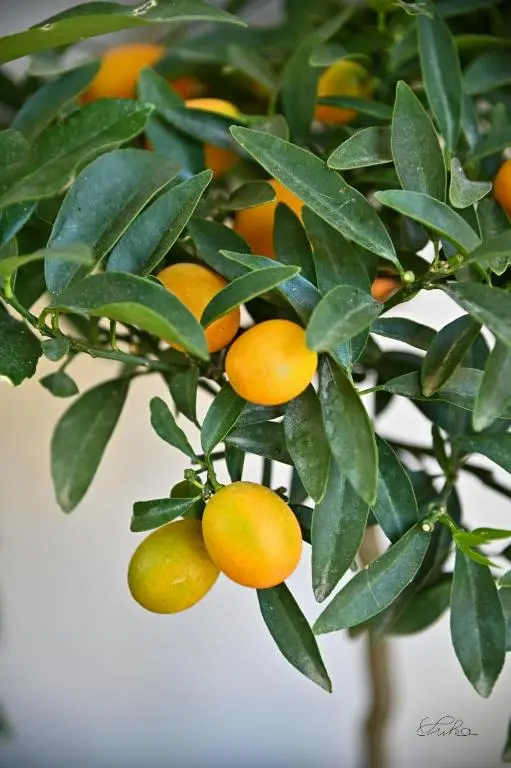 img_id_1021422.webp