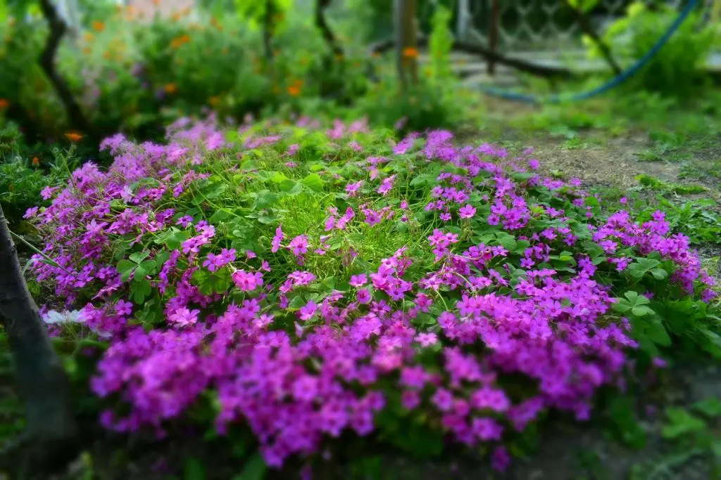 img_id_2277086.webp
