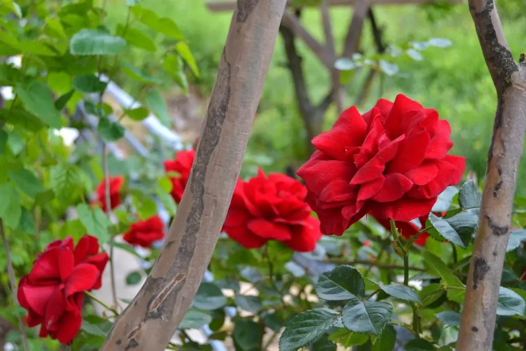 img_id_2273697.webp
