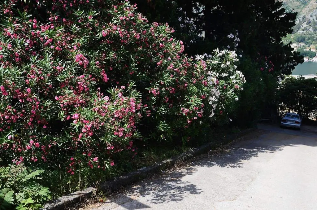 img_id_2271951.webp