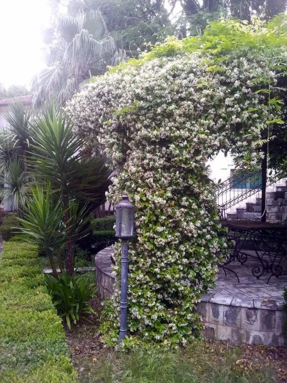 img_id_2265592.webp