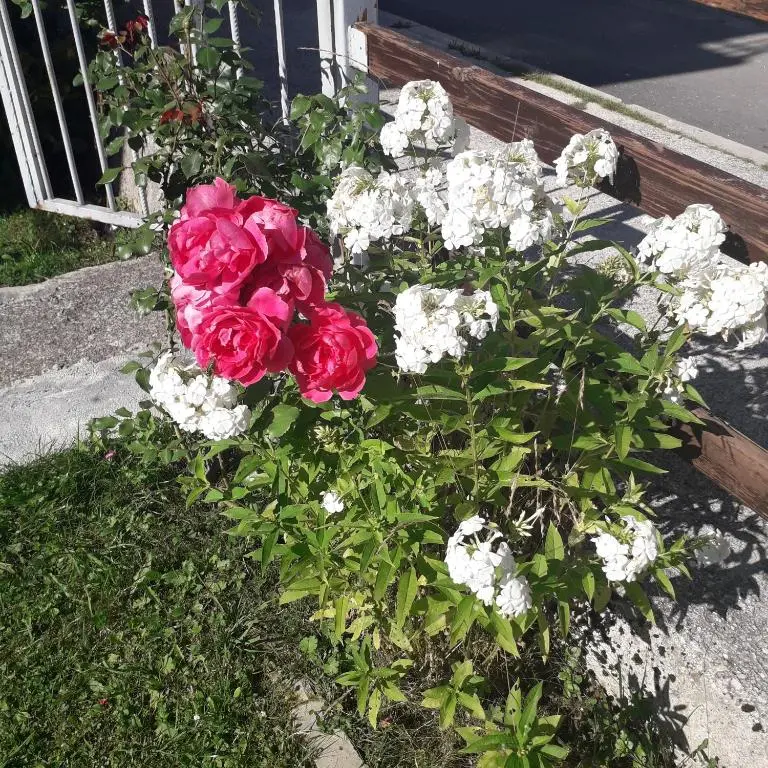 img_id_2262569.webp