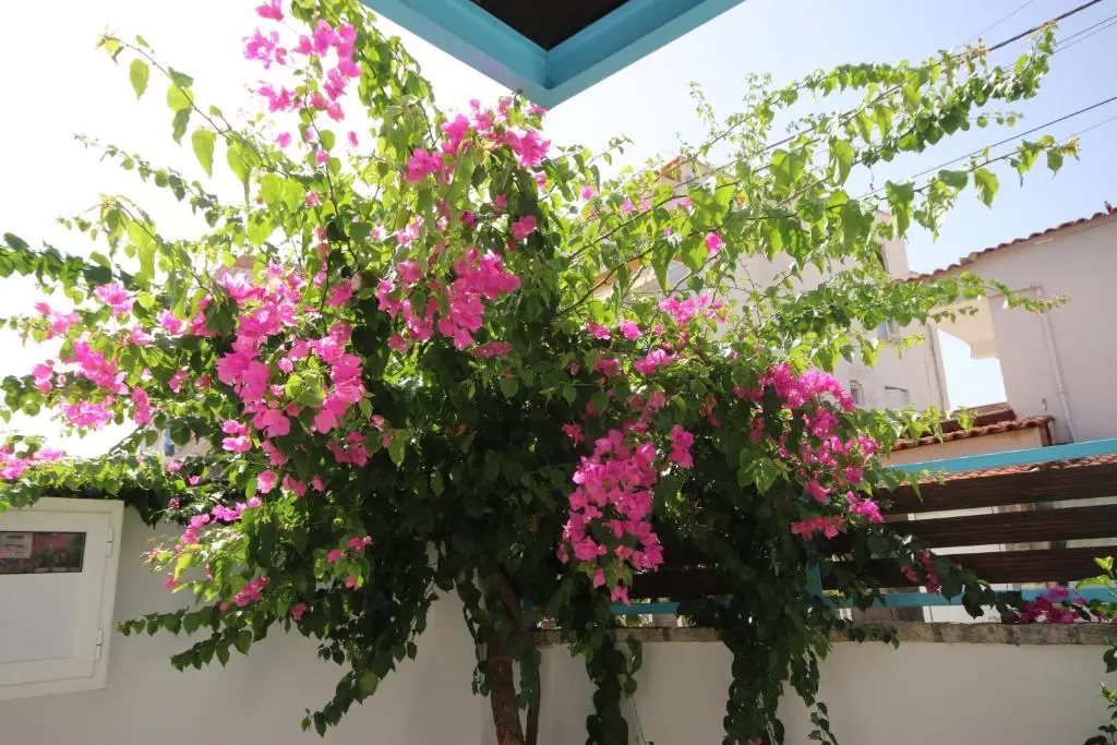 img_id_1315267.webp