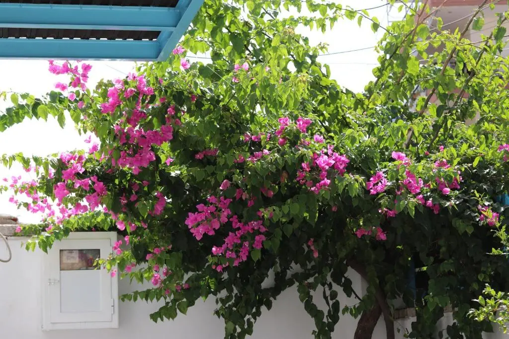 img_id_1315274.webp
