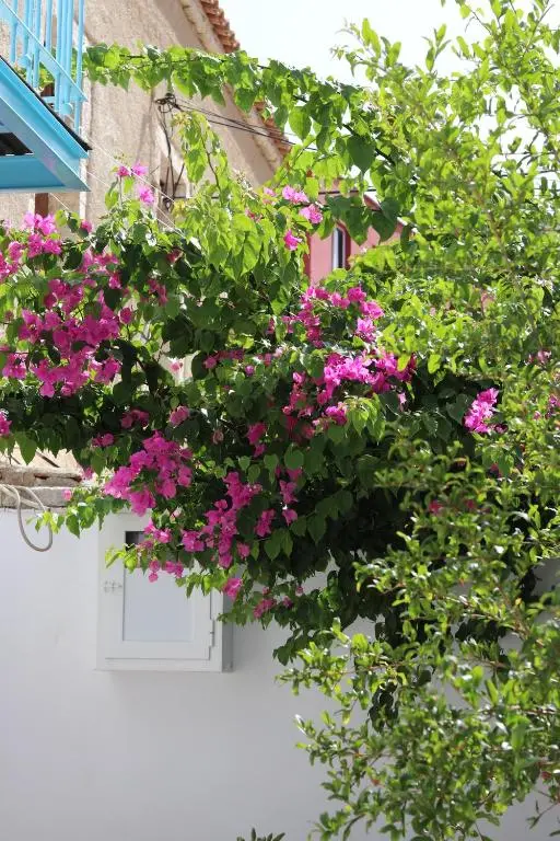 img_id_1315275.webp